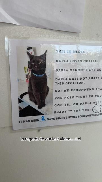 @The Cattitude Cafe