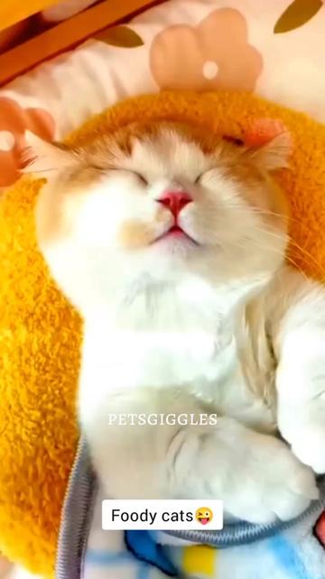 @Pets Giggles