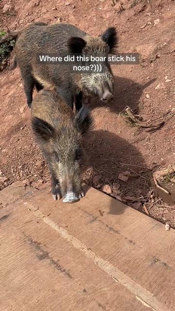 @Cute Boars