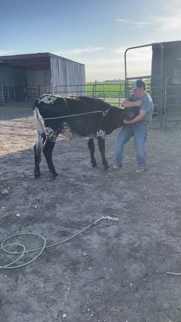 @🐂Haze Reed-Mini Bull Rider🐂