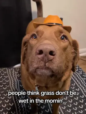 @hankinthehat
