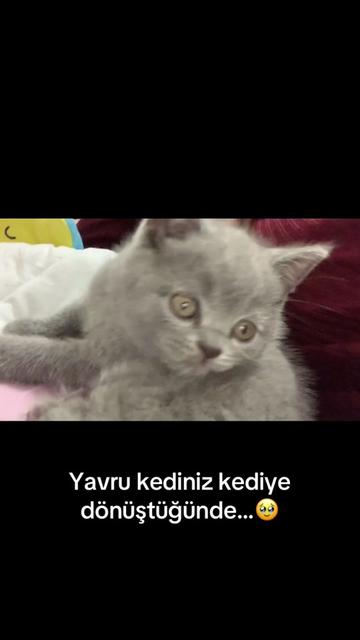 @Dilara Yılmaz