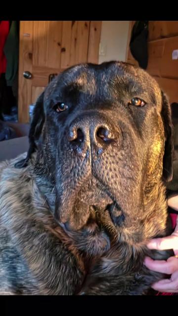 @Maple Mastiffs