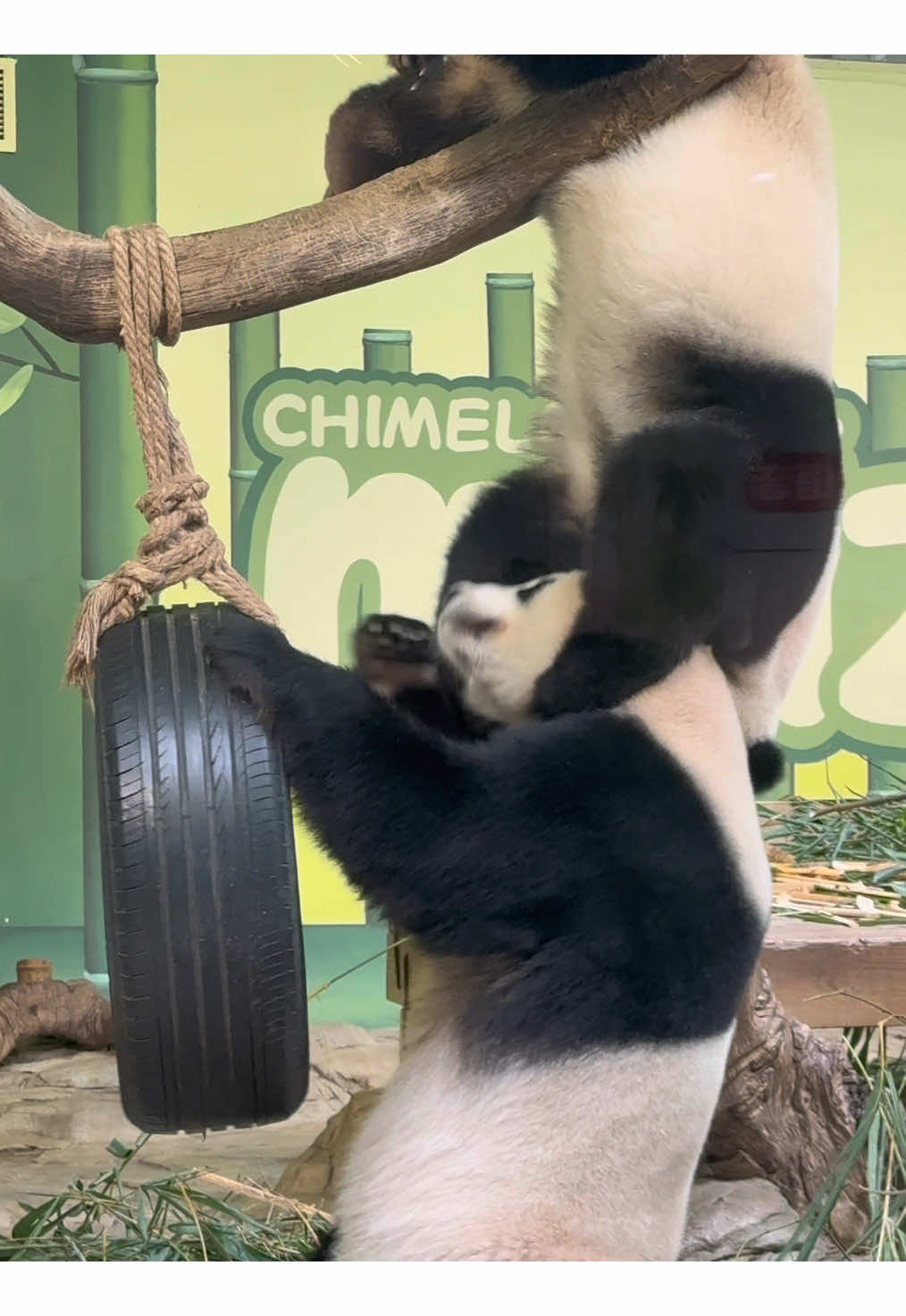 @熊猫妹珠🐼
