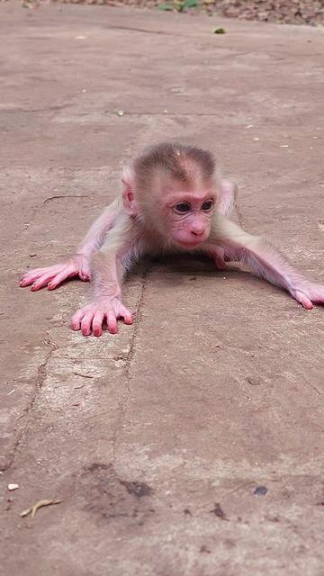 @Monkey Cambodia
