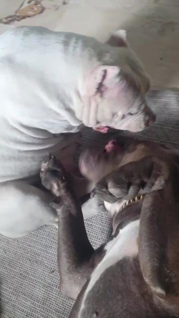 @🐾🪐The bully 🪐🐾