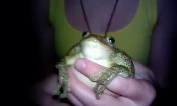 @frogs and autism