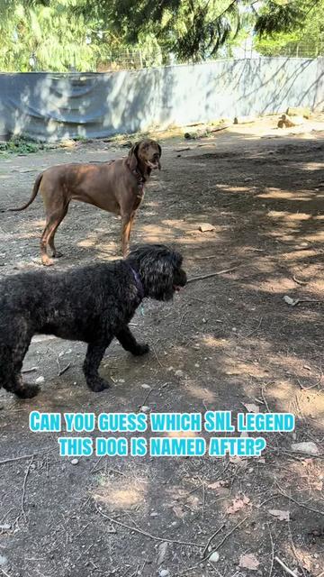 @Derpydogbus