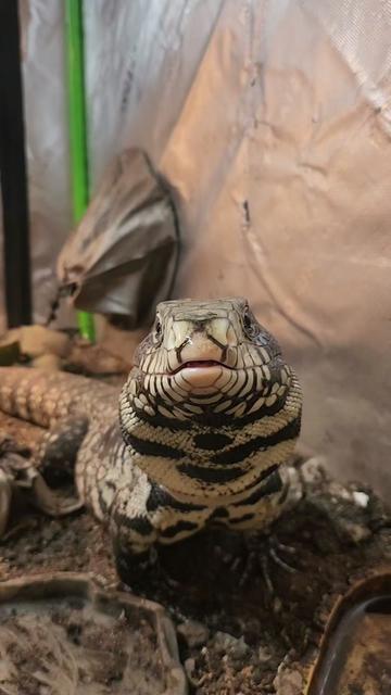 @Ballard’s Reptiles