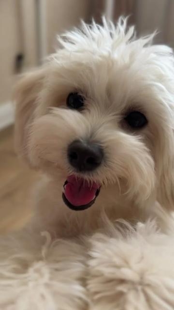 @Maltipoo Puppy Place