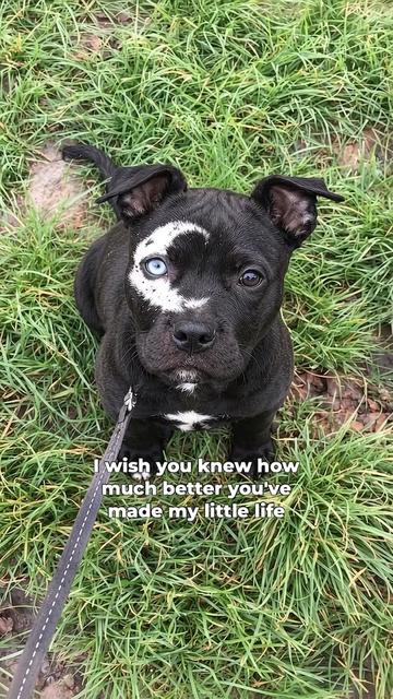 @moonfetches
