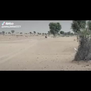 @त्रिवेन्द्र सिंह सिसोदिया