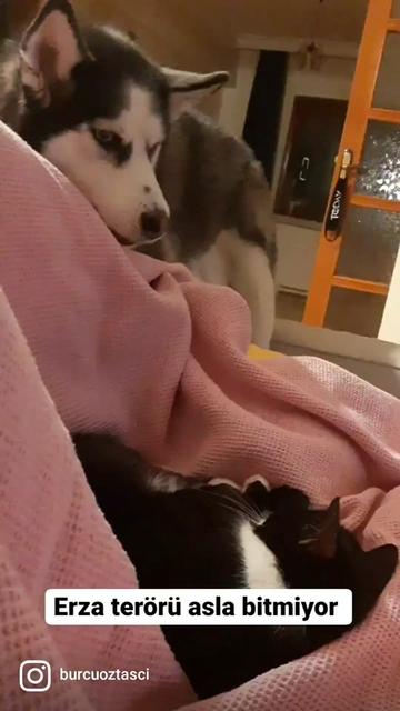 @Erzathehusky