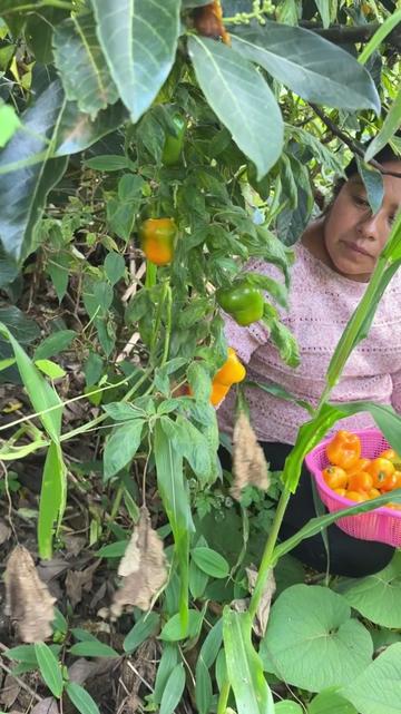 @Las Curiosidades de mamá