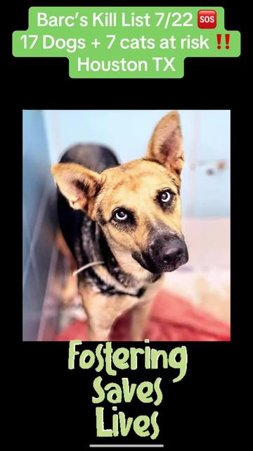@Save the dogs ๐ถ