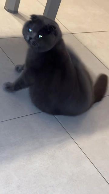 @BOBI🐈⬛