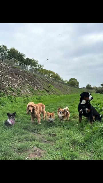 @DogWalk78