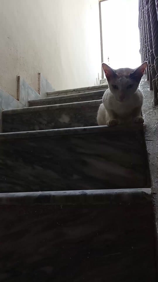 @cutecatlover8172