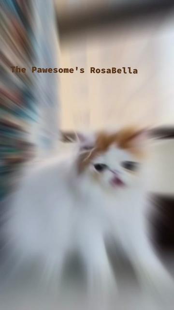 @The Pawesome Cattery