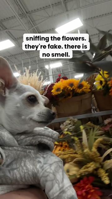 @TBD the Rescue Chihuahua