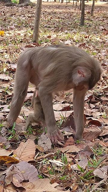 @Monkey Cambodia
