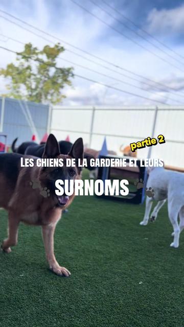 @centrecanindesruisseaux