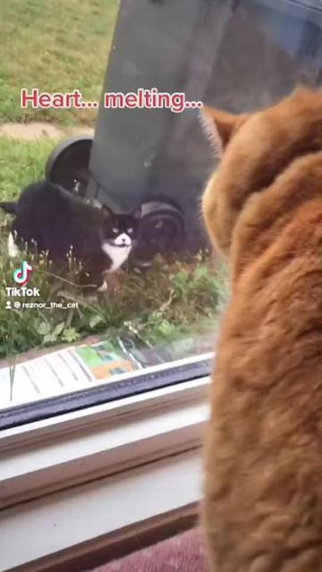 @Reznor_the_cat🪽