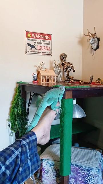 @Jimmy4 🦖