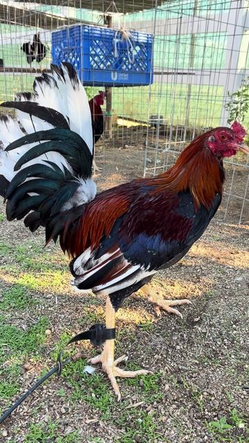 @A.MENDOZA.FARM.USA 74HWY