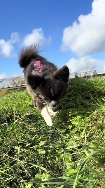 @DogWalk78