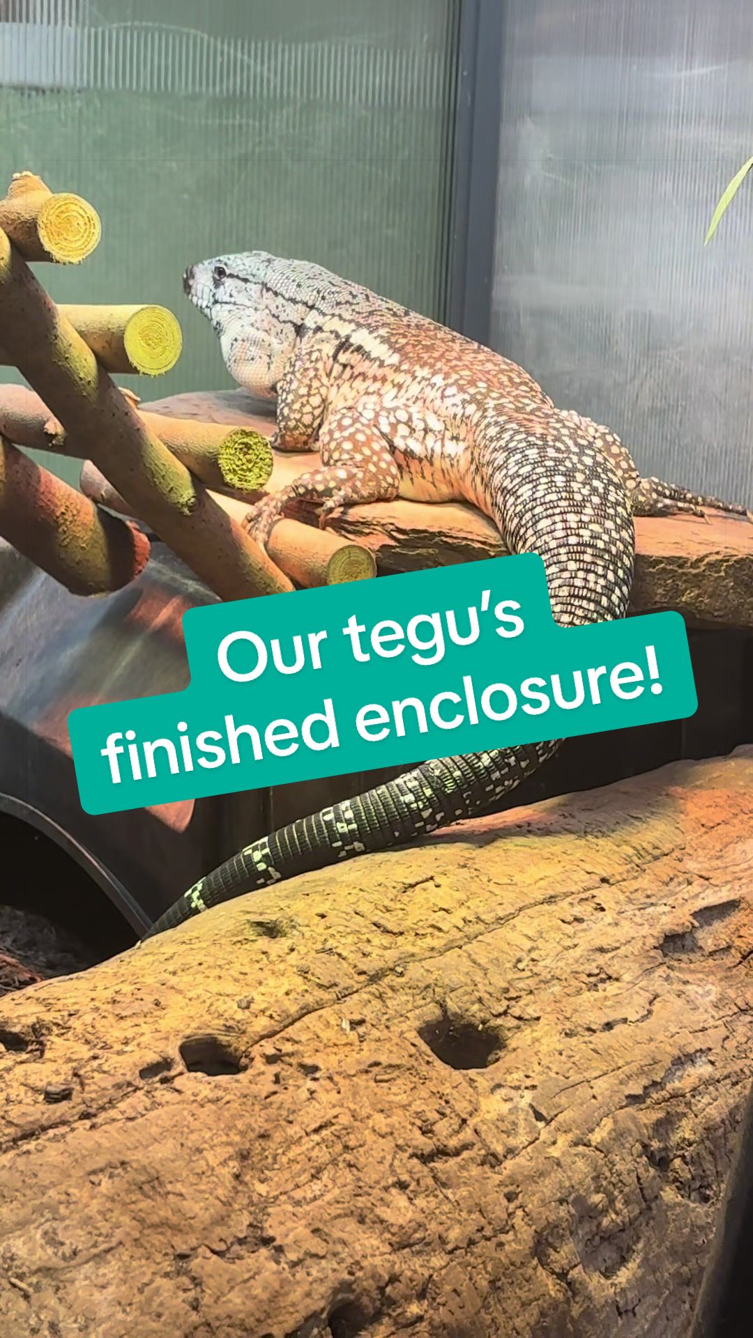 @BeWild Reptile Rescue