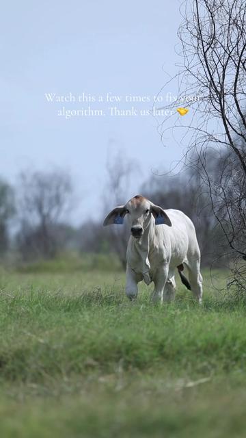 @England Cattle Co.