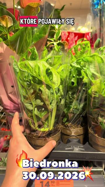 @maciej.plants