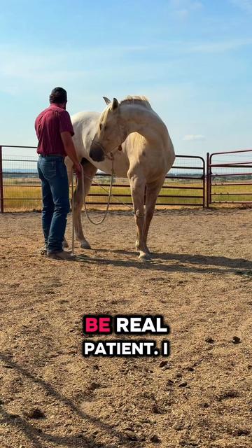 @WS Horses