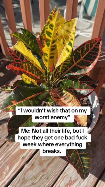 @Vanessa Matos