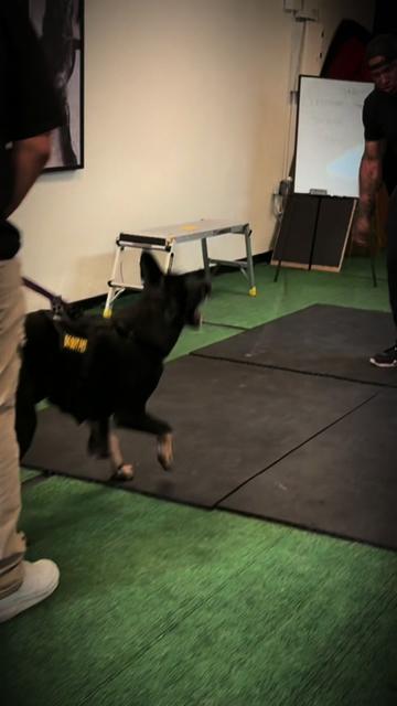 @Tactical K9s Dog Training