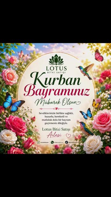 @Lotus bitki satışı