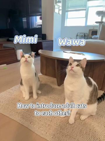 @Mimi Wawa Meow