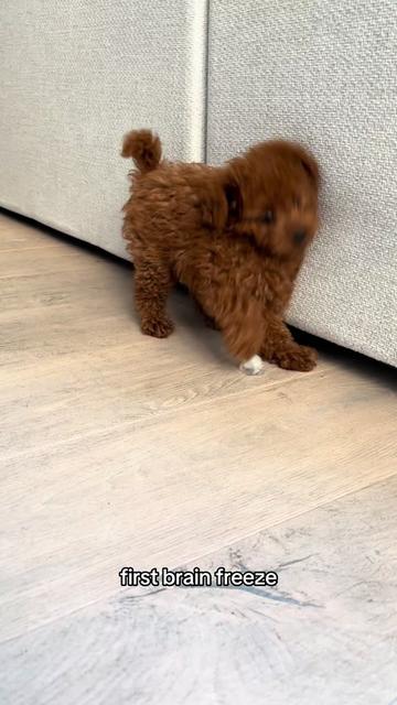 @peppermytoypoodle
