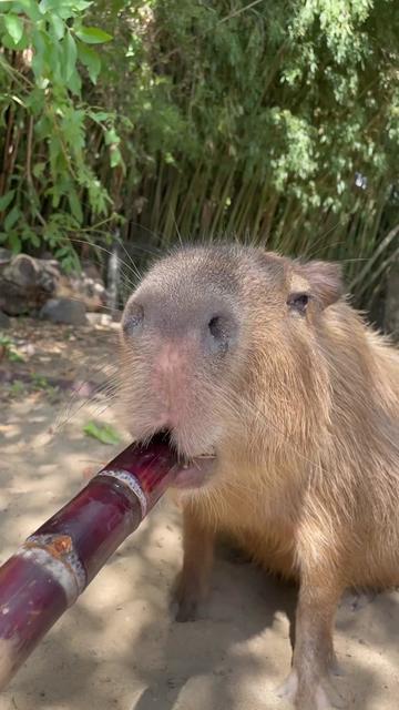 @memphiszoo