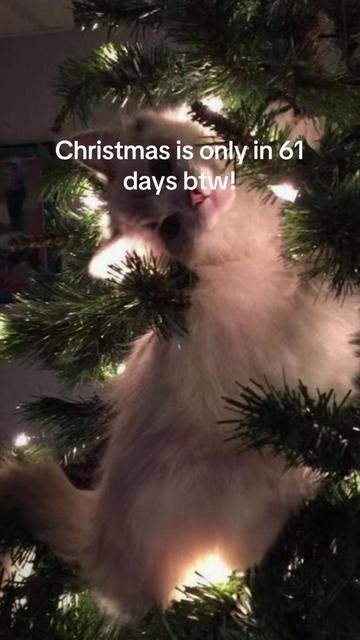 @christmas vibes!