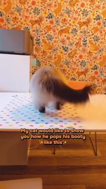 @My Cat Is People 🇨🇦