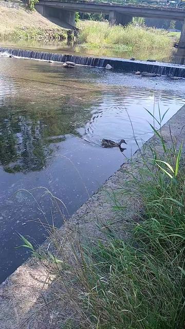 @Kaczogród u Milki🦆🦆🦆🦆