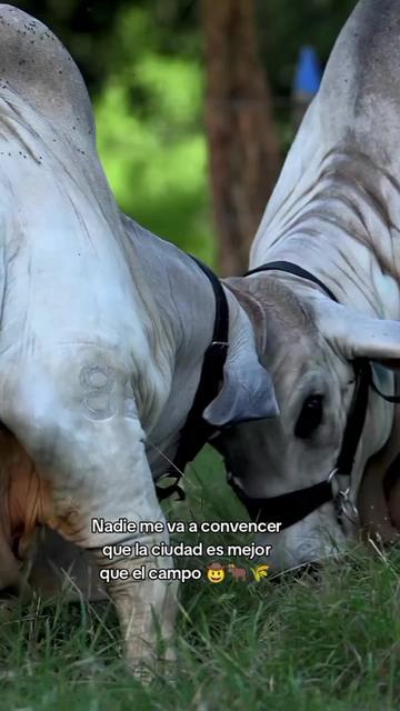 @Robin🐄🐄🤠🤠🐎🐎🇬🇹🇬🇹