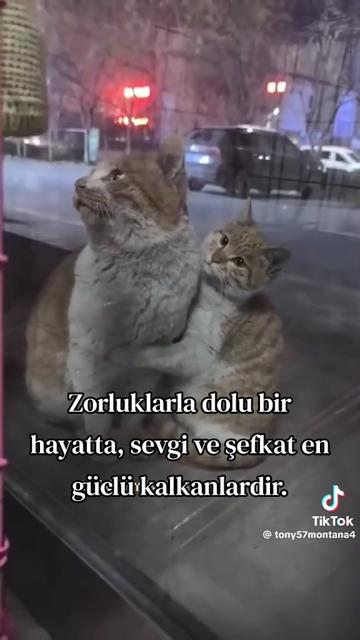 @HAYCAN MEDYA 🌐✔️
