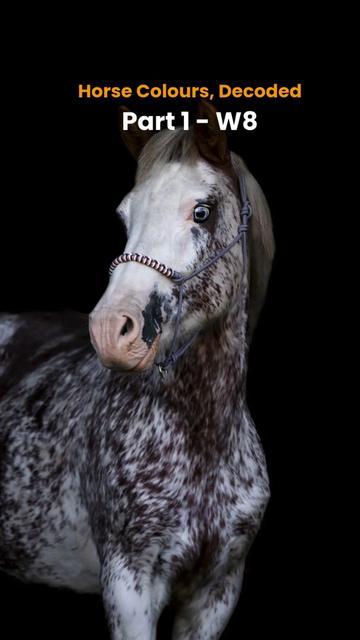 @Horse Reality