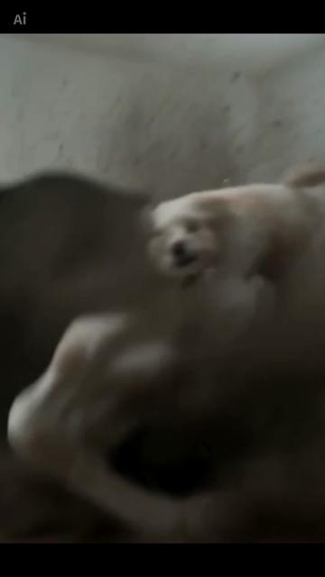 @DogMilow