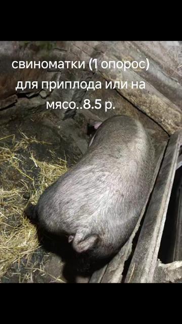 @дедока из тик тока
