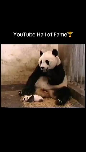 @YouTube Hall of Fame