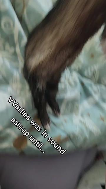 @FuffyFerrets